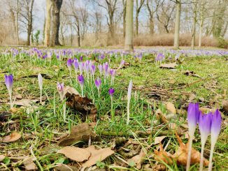 Krokusse im Volkspark Friedrichshain gegenüber dem Redaktionsbüro der Berliner Lokalnachrichten / ©Olivernumrich