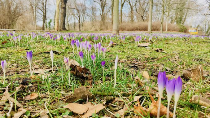 Krokusse im Volkspark Friedrichshain gegenüber dem Redaktionsbüro der Berliner Lokalnachrichten / ©Olivernumrich