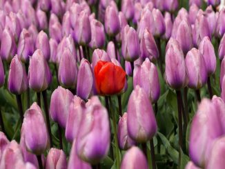 Eine Rose unter vielen rosaroten Tulpen.