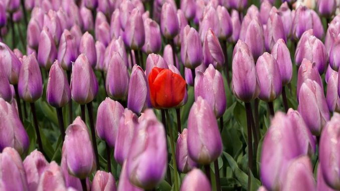 Eine Rose unter vielen rosaroten Tulpen.