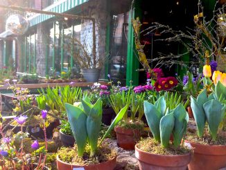 Deko vor dem Blumencafé ©Anastasia Schmierer