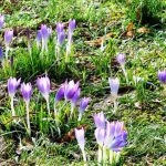 Vorboten des Frühlings ©Jeanette Tust