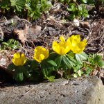 Vorboten des Frühlings ©Jeanette Tust