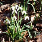 Vorboten des Frühlings ©Jeanette Tust