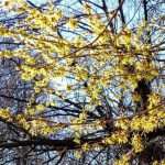 Vorboten des Frühlings ©Jeanette Tust