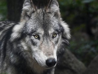 Wolf in freier Wildbahn, Bildrechte: CC0 via Pixabay.com
