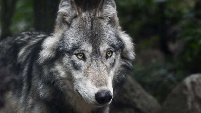 Wolf in freier Wildbahn, Bildrechte: CC0 via Pixabay.com