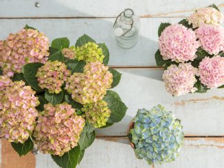 Wer genau hinschaut, wird feststellen, dass sich die Farben der Magical Hortensie mit der Zeit verändern. ©GPP