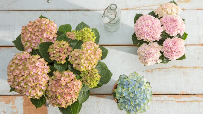 Wer genau hinschaut, wird feststellen, dass sich die Farben der Magical Hortensie mit der Zeit verändern. ©GPP