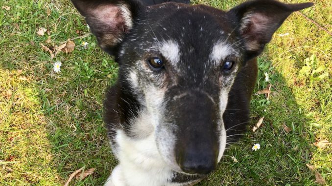 Mischlingsrüde Klaus ist dr älteste der drei und der einzige ohne Erblindung