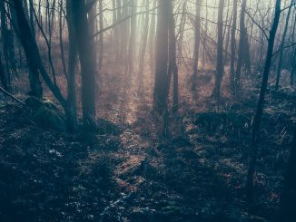 im dunklen Wald... Bildnachweis: CC0 via pixabay.com