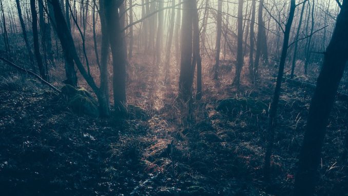 dark-forest-1081991_1280 im dunklen Wald... Bildnachweis: CC0 via pixabay.com