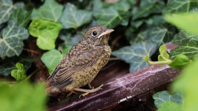 nightingale-3479373_1280 Die gemeine Nachtigall - in Berlin gibt es viele davon. Bildnachweis: CC0 via pixabay.com