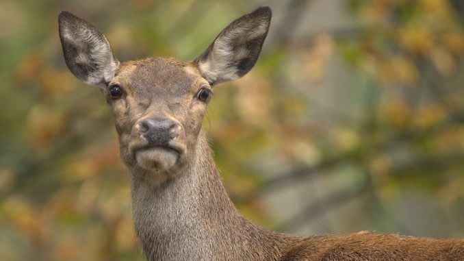 rotwild_kahlwild_03 ©Deutsche WildtierStiftung