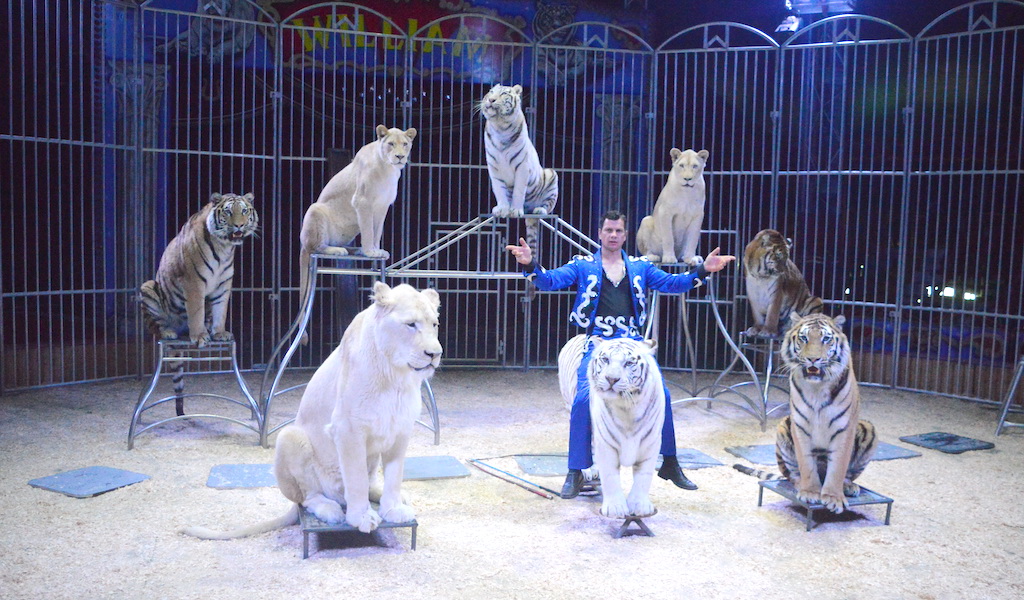Die sensationelle Show mit Weißen Tigern von Circus William's