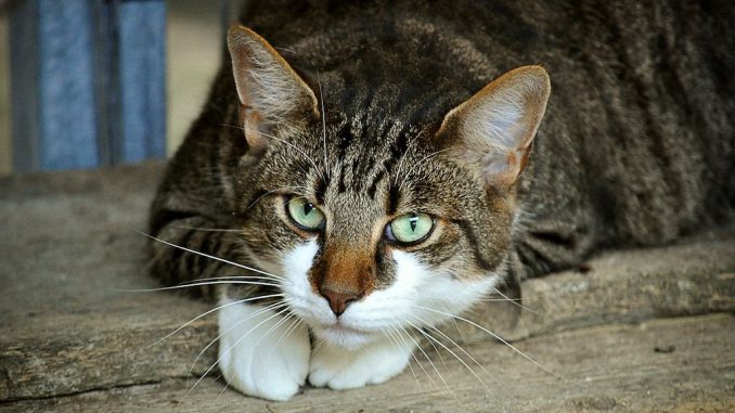 cats-eyes-2671903_1280