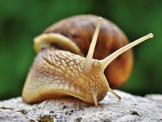 Was riecht eigentlich die Schnecke? Bildnachweis: CC0 via pixabay.com