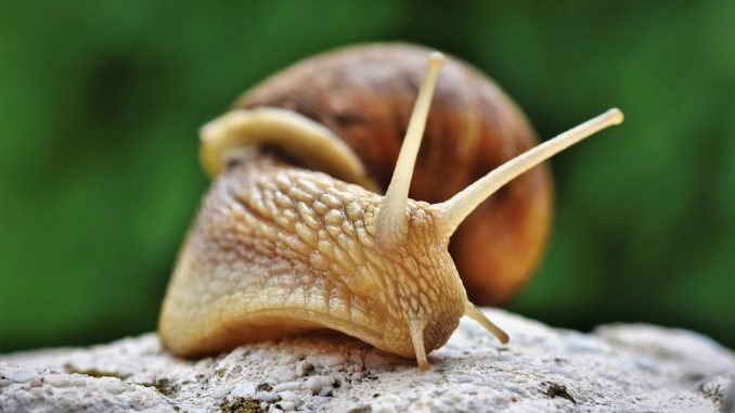 Was riecht eigentlich die Schnecke? Bildnachweis: CC0 via pixabay.com