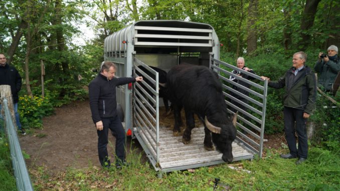 Wasserbüffel Tegeler Fließ 2020 1