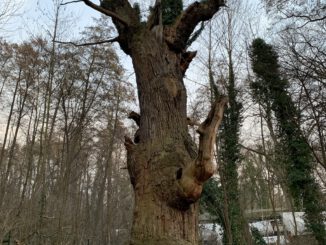 Nationalerbe-Baum "Dicke Marie" in Tegel (Foto: I love Tegel e. V.)