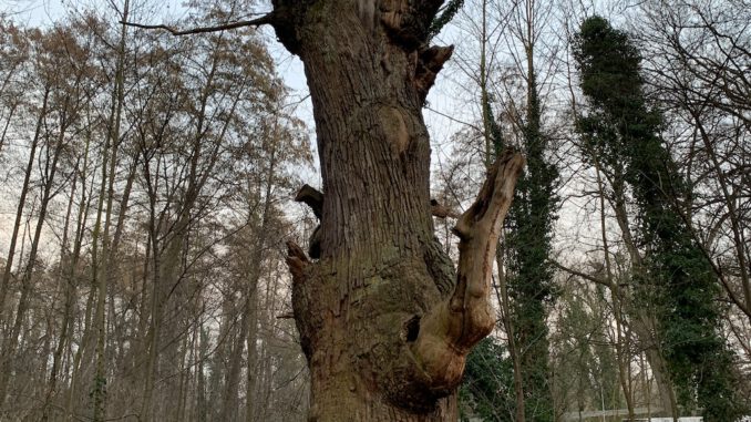 Nationalerbe-Baum "Dicke Marie" in Tegel (Foto: I love Tegel e. V.)