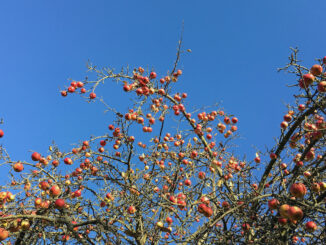 Apfelbaum mit vielen Äpfeln in Brandenburg ©Oliver Numrich