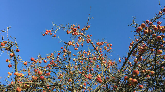 Apfelbaum mit vielen Äpfeln in Brandenburg ©Oliver Numrich