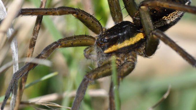 Dolomedes fimbriatus-GerandeteJagdspinne_HPetrischak_1MB