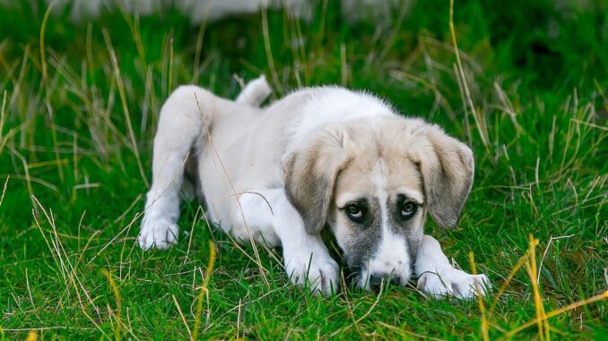 Wenn das Hündchen im Urlaub krank wird...
