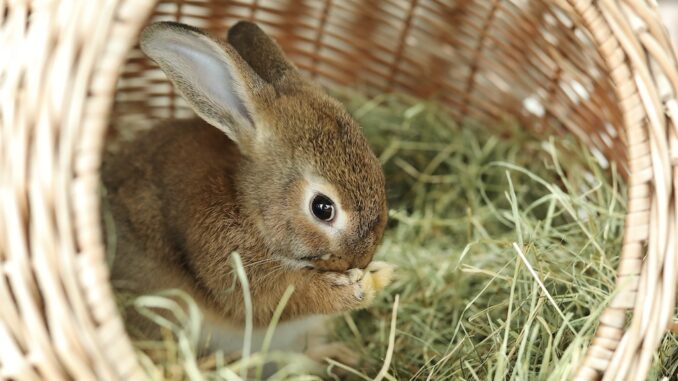 Agathe_©Tierheim Berlin