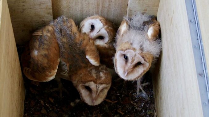 Junge Schleiereulen im Nistkasten / Bild: BNA