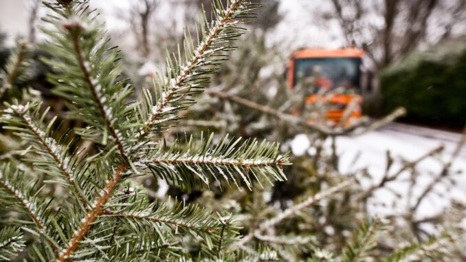 Ausgediente Weihnachtsbäume und BSR-Mülfahrzeug / ©BSR