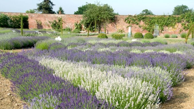 Lavendelgarten Downderry