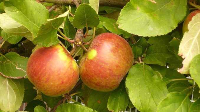 elstar-apple-170501_1280