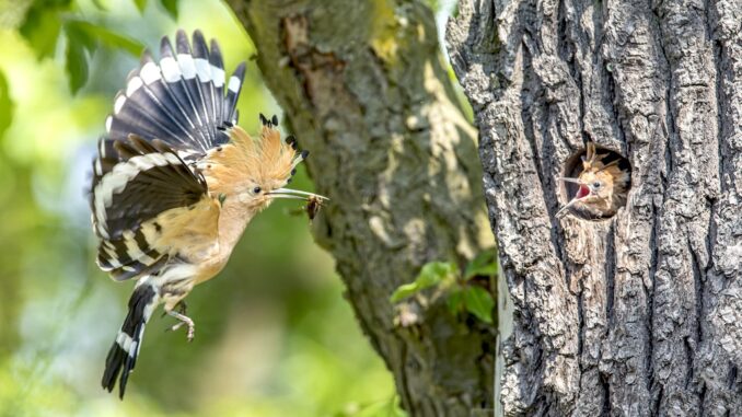 Wiedehopf an Bruthöhle am Lichtenauer See / ©Ingolf König