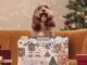 Der Adventskalender 2025 für Hunde von Butternut.