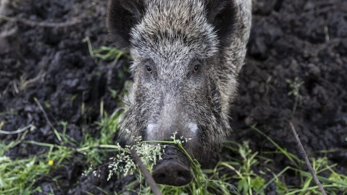 Wildtier- und Artenschutzzentrum (WTST), Germany | 2022 06 15 |