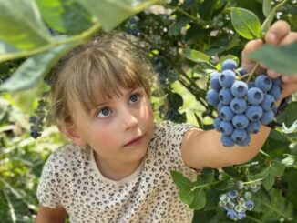 Klaistow Spargelhof Heidelbeeren KI