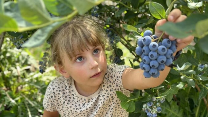 Klaistow Spargelhof Heidelbeeren KI