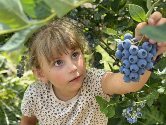 Klaistow Spargelhof Heidelbeeren KI