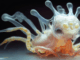 Helena Nikonole "Speculative Species Evolution" 2024 im Rahmen von CHRYSALIS. ARTISTS IN LABS Art Laboratory Berlin